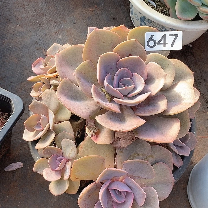 647尘埃玫瑰一物一拍多肉