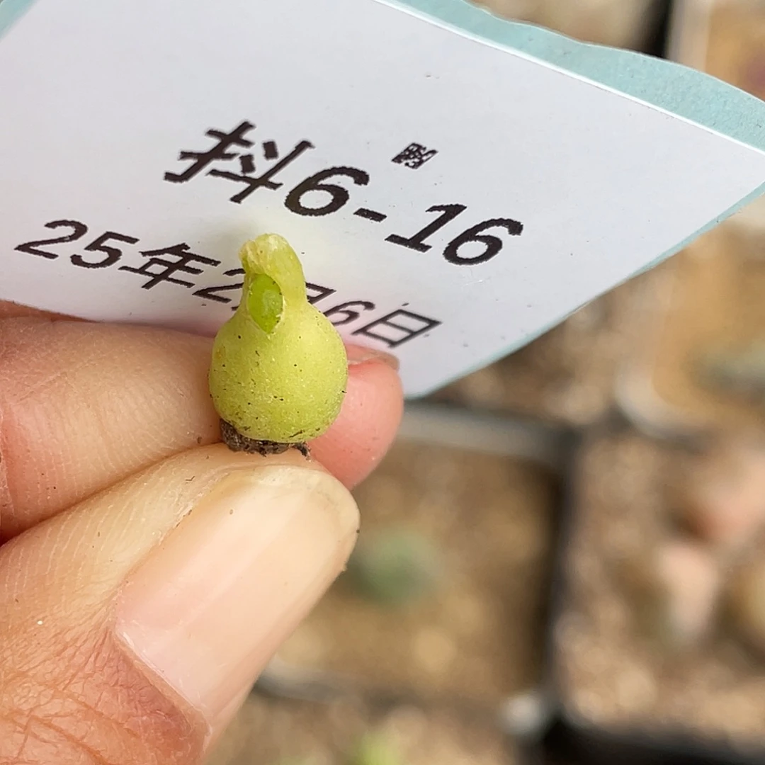 薄****6-16肉锥多肉植物