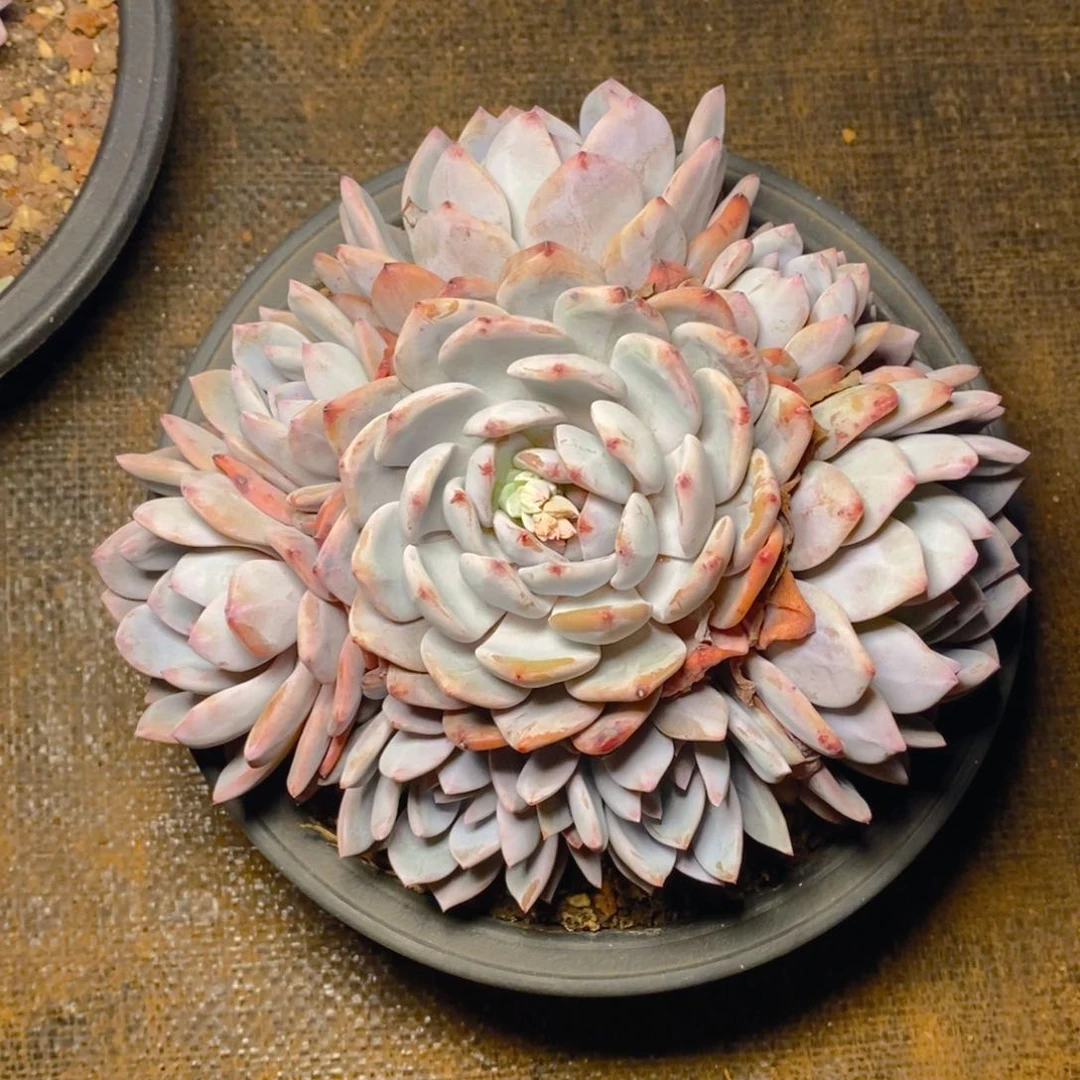 静****?1111111111111