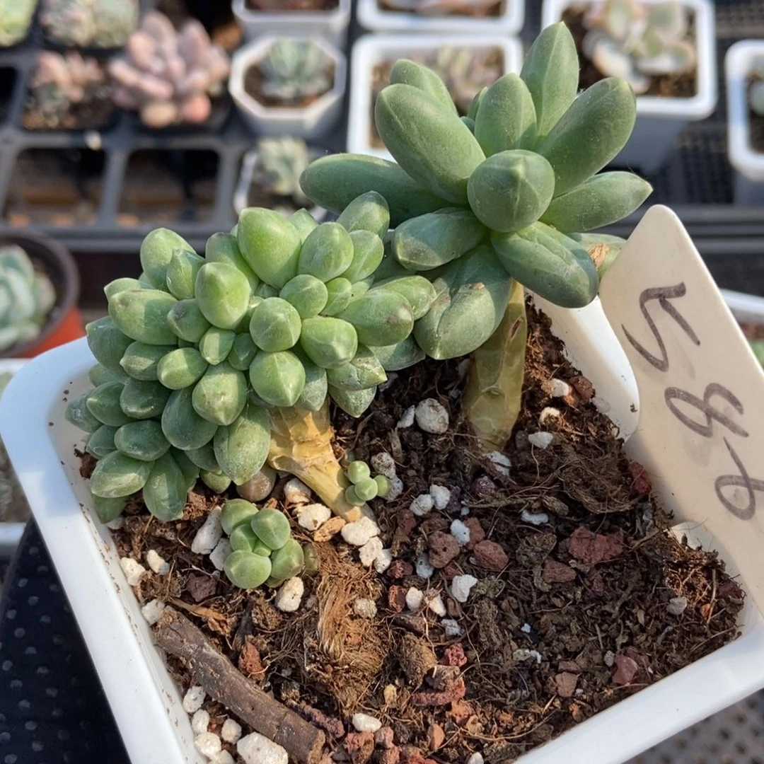 586千代田缀多肉植物