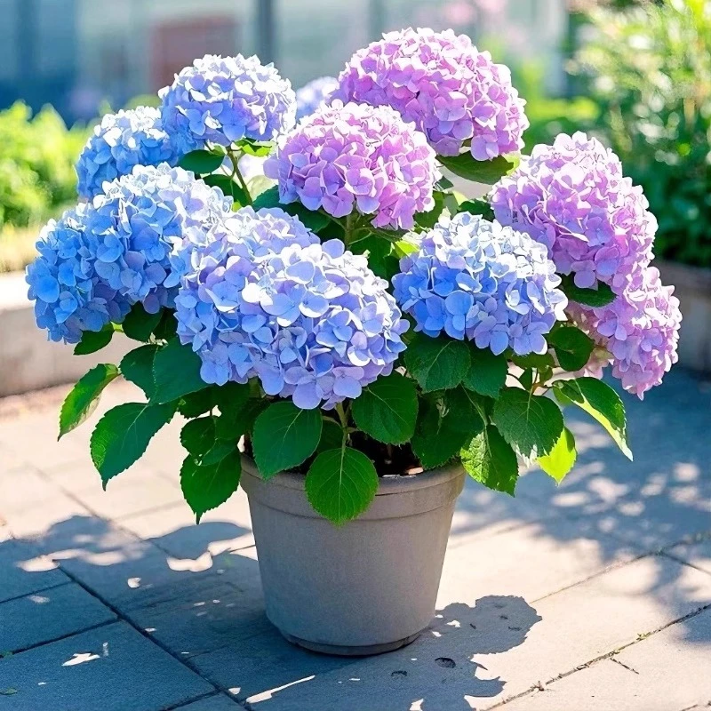 【翼】两加仑绣球花花苗阳台盆栽庭院花卉植物