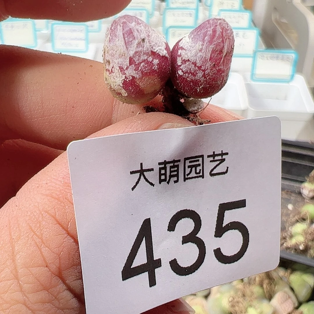 0000435 一物一拍……