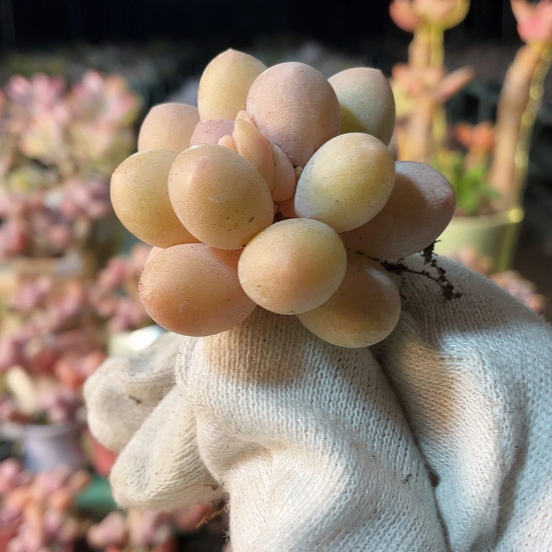 粉***煲多肉植物的生长发育与生长发育