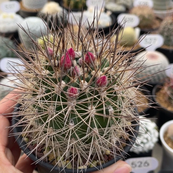 刺琥玉          实生根