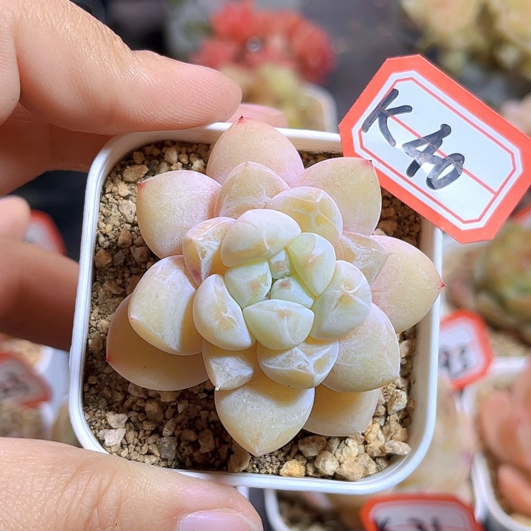 K40  新品珍妮 满18包邮