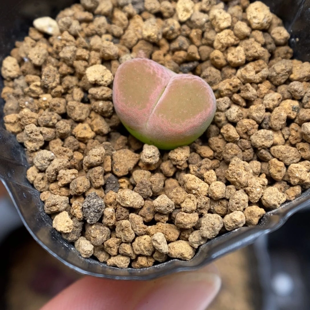 多肉植物肉锥杂交K-5659 风毛 糯窗