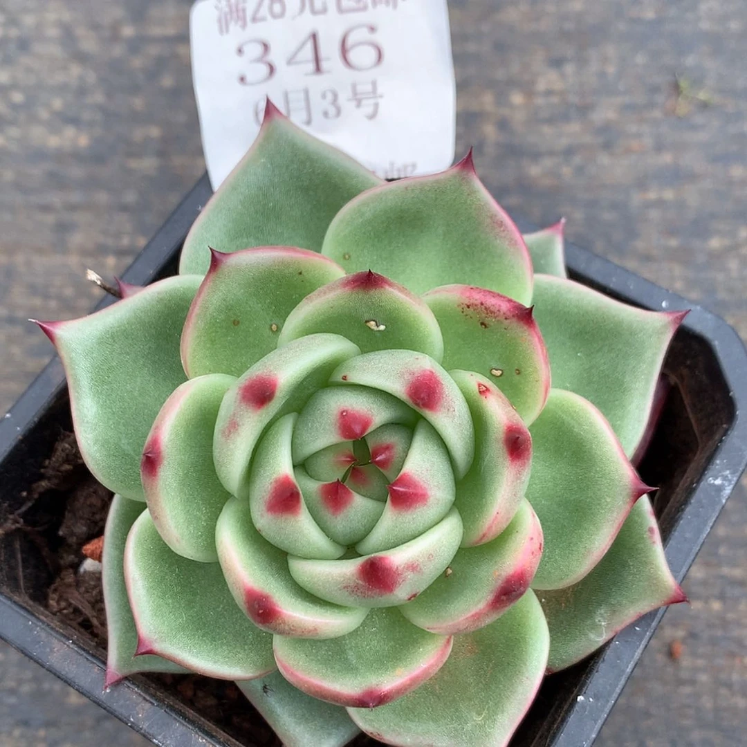 【闪购商品】云346号