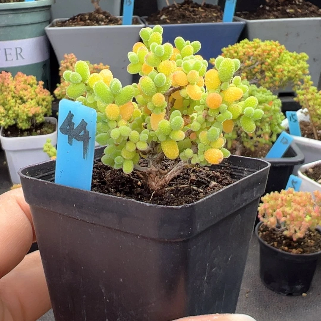 精控金桔糖球44号