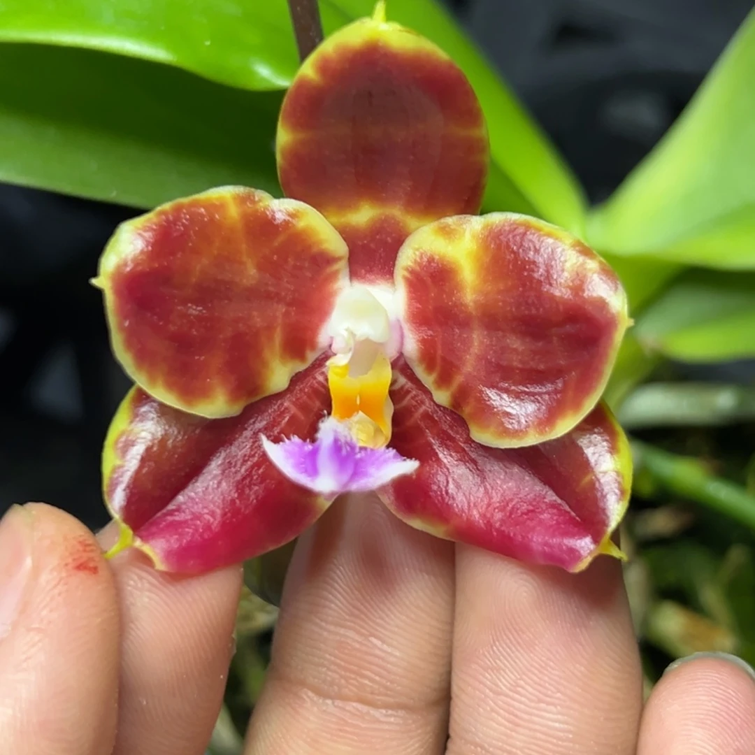 完全开放l359三寸ys1149