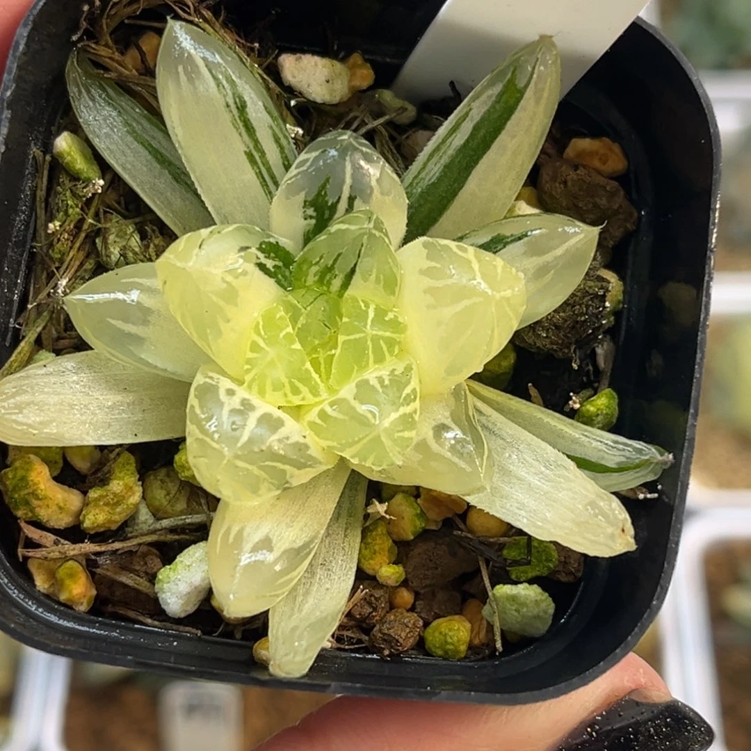 89糊斑趋势红太阳玉露锦福利专场