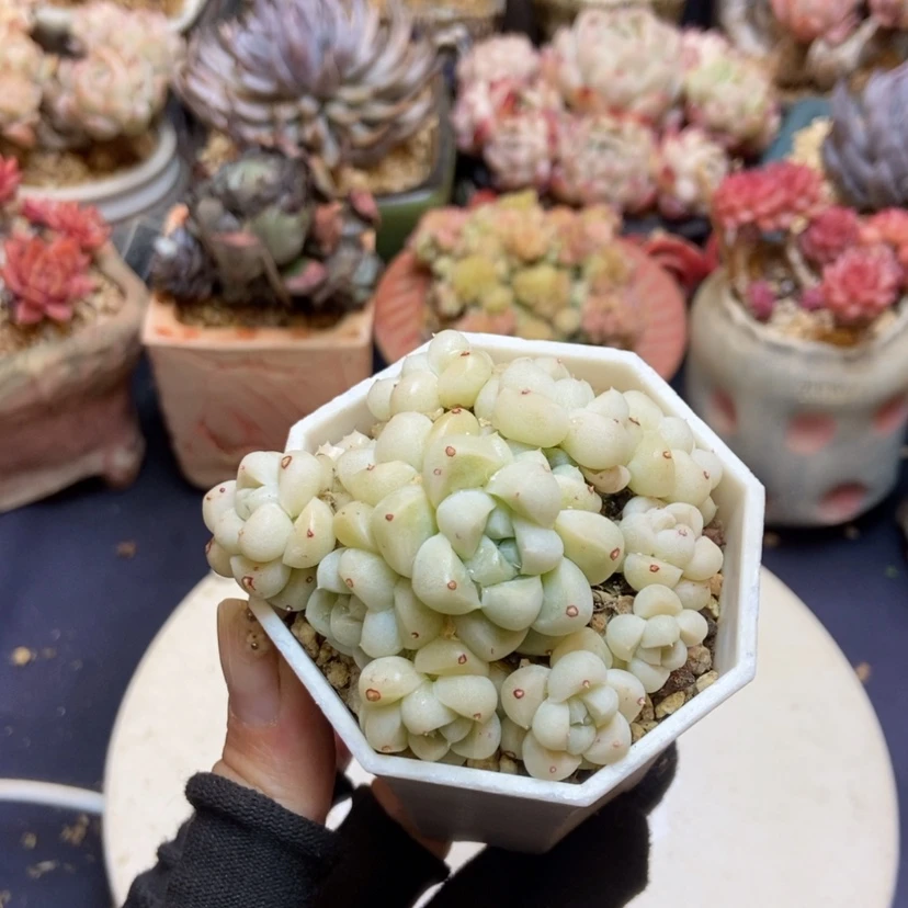 【闪购商品】厚叶月影