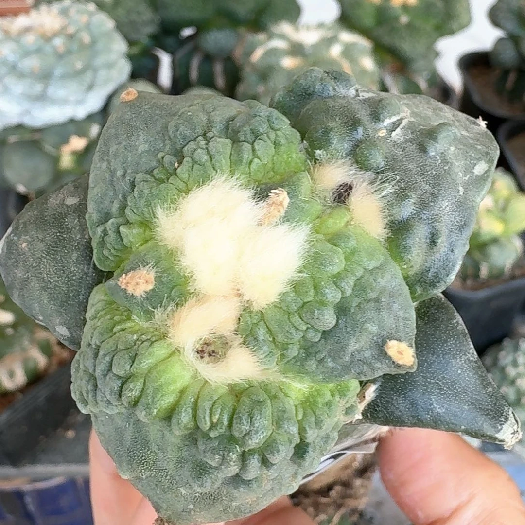 【闪购商品】无花朵栗源怒涛580