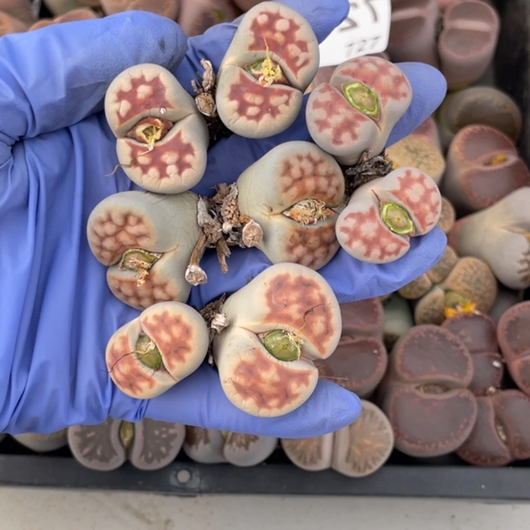 非偏远满20包邮682