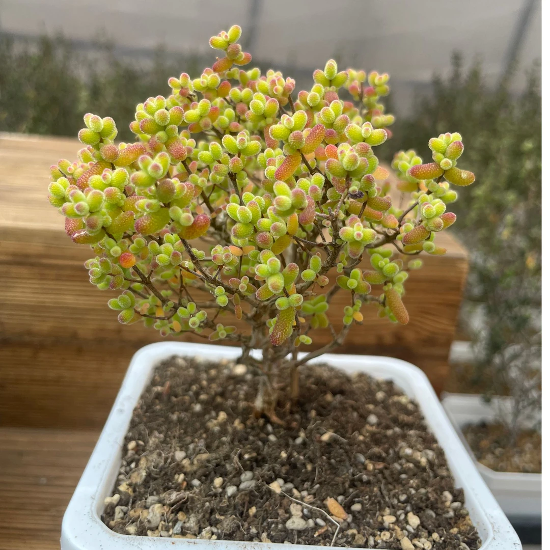 金桔糖球枝干番杏多肉 蜜橘糖球冰晶