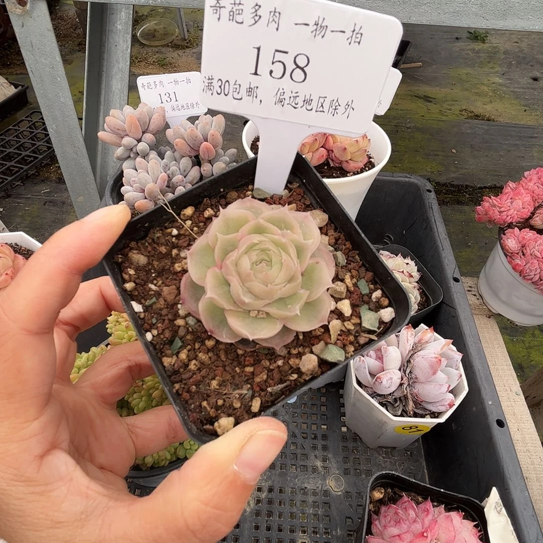 158 多肉脱土 群生不包整