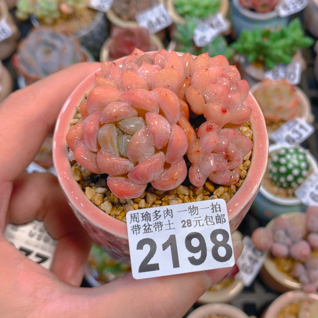 5厘米盆精控多肉2198