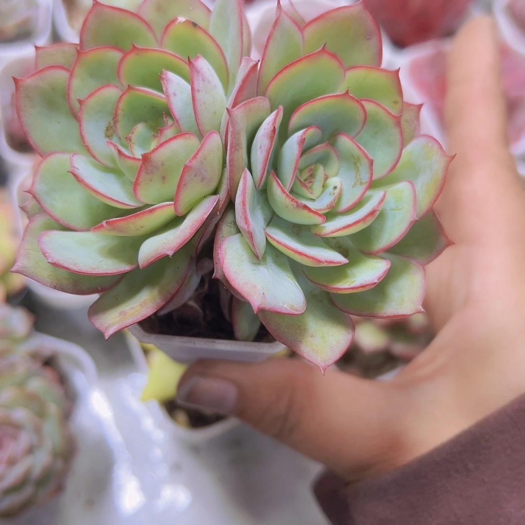 双头牡丹厅19包邮多肉植物