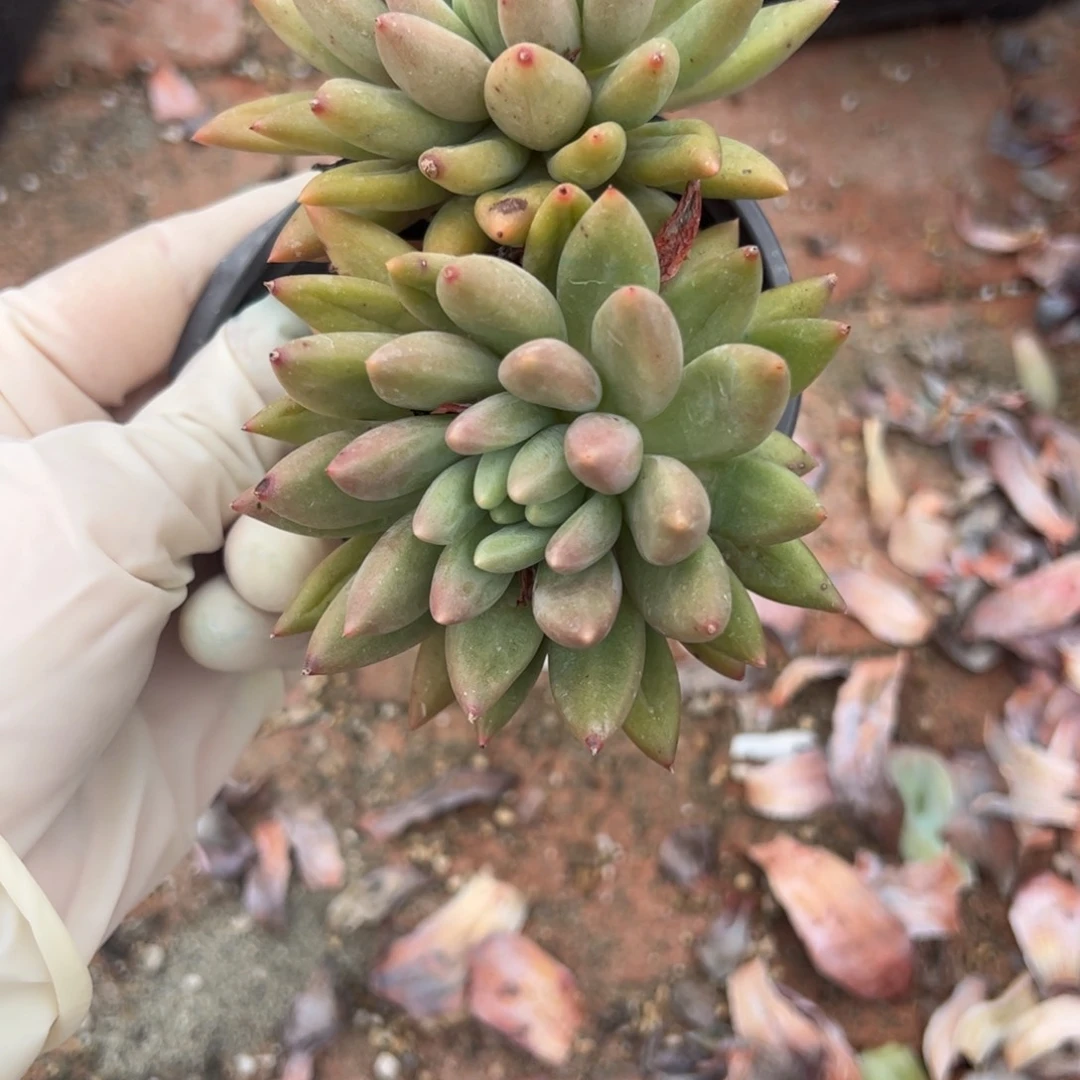 15号多肉多肉多肉多肉多肉