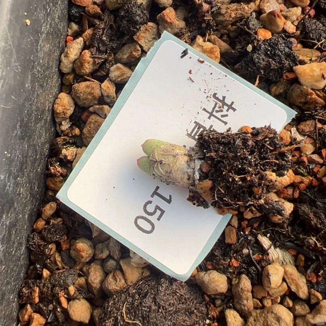 ****汁15-150肉锥多肉植物