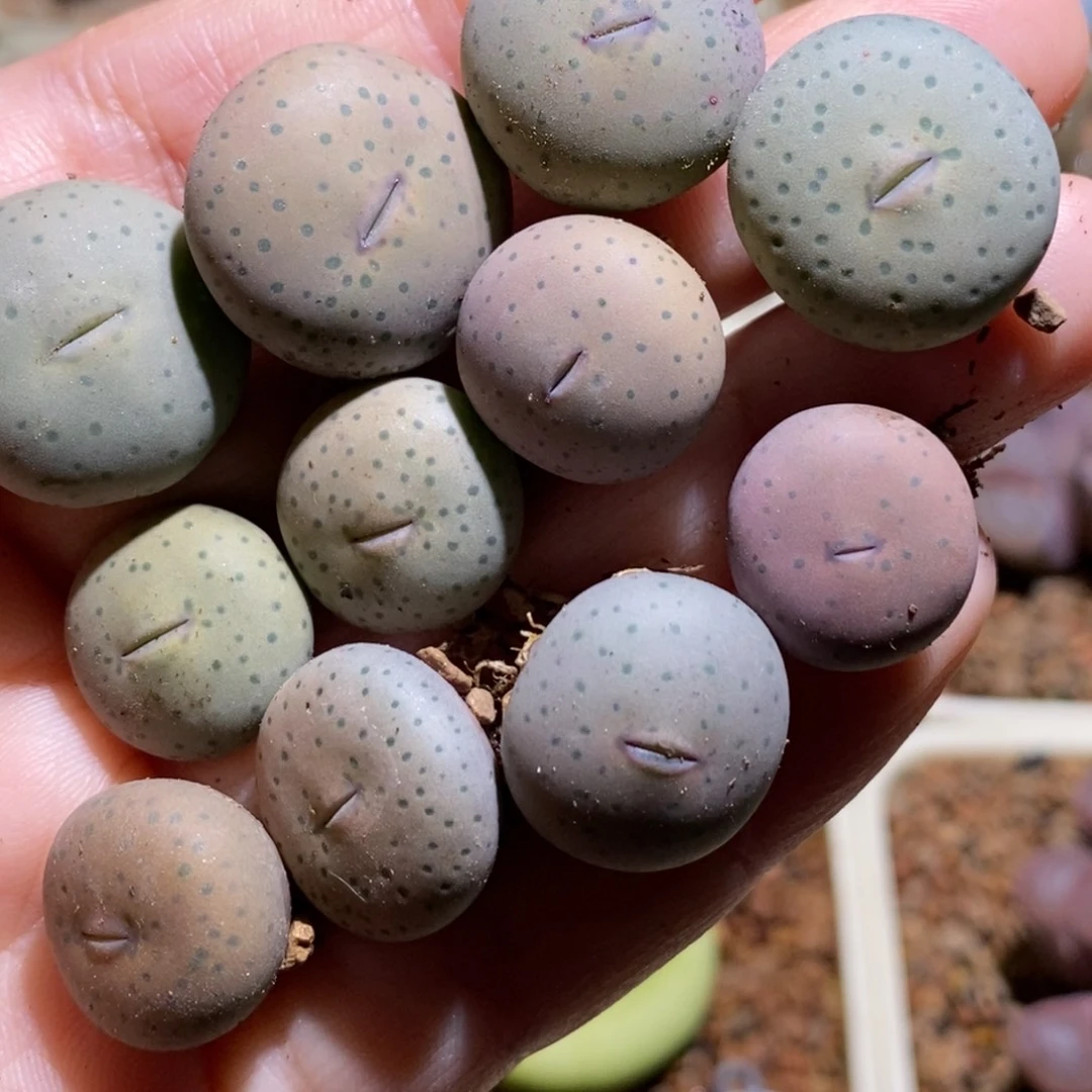 大型奶油嘴一颗可挑