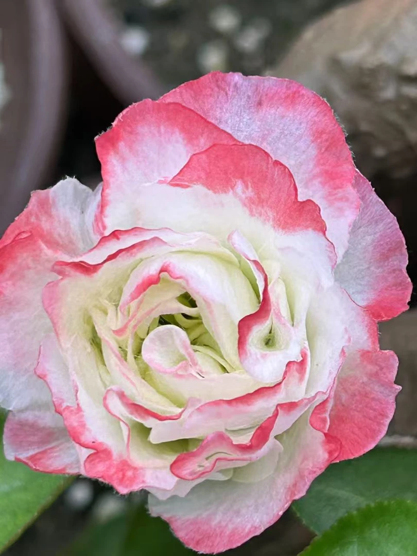 【越之夕映】越之夕映海棠花原生苗