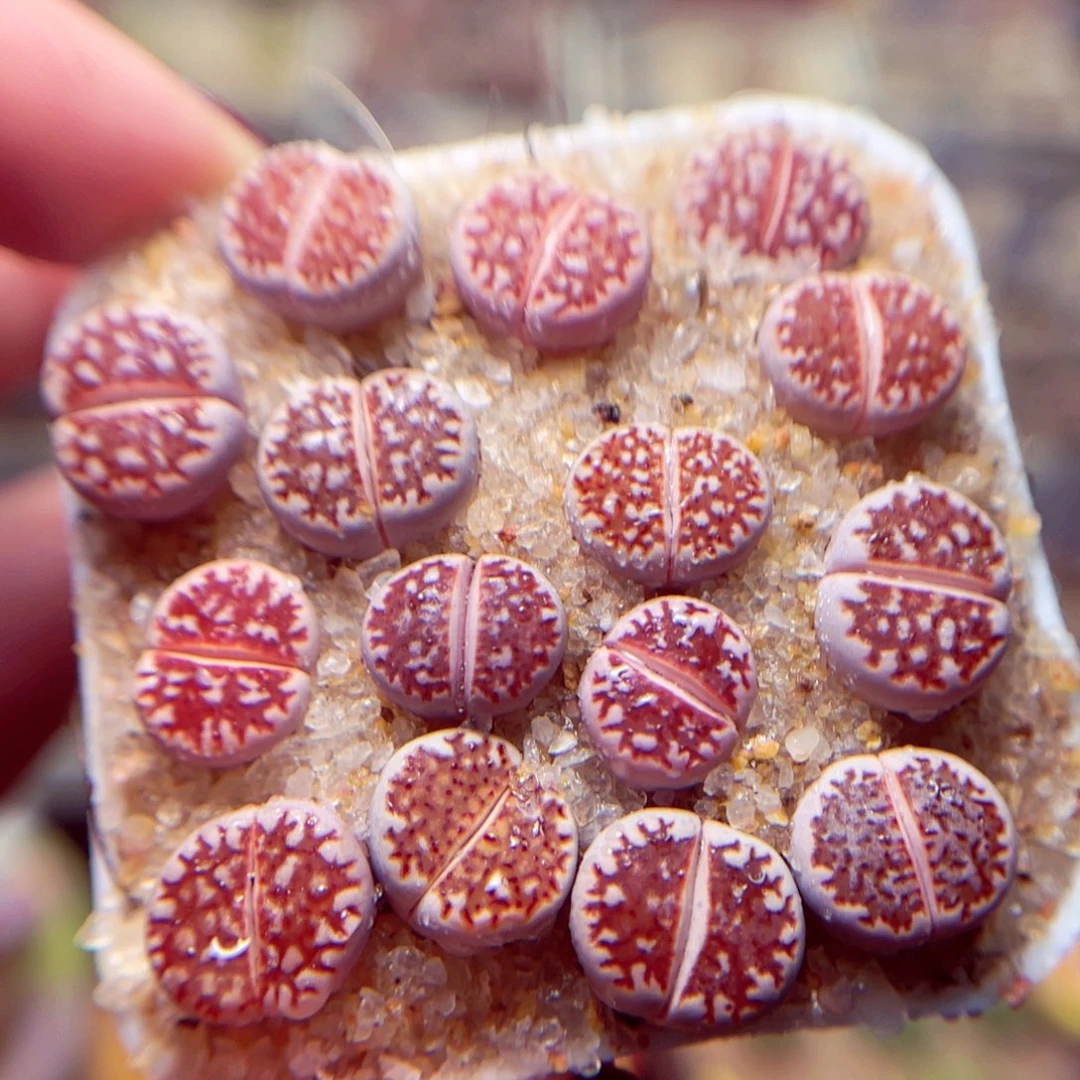 234号带盆盆包邮发货