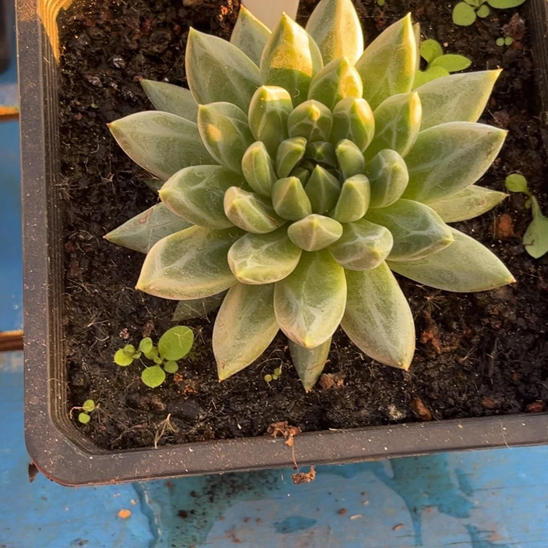 胖体美人系优选多肉植物759