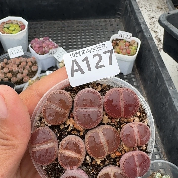 127多肉植物多肉植物