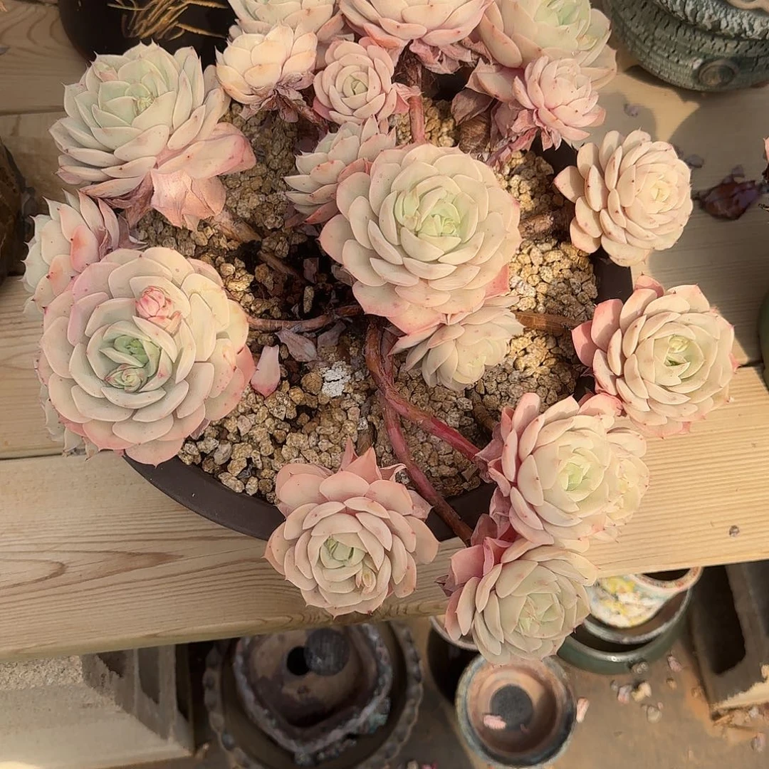 *️****蓝色苍鹭多肉植物 000