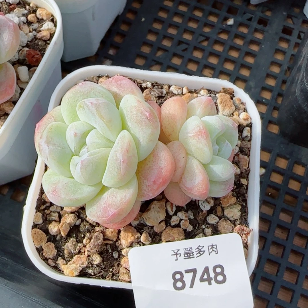 冰玉，8748多肉植物