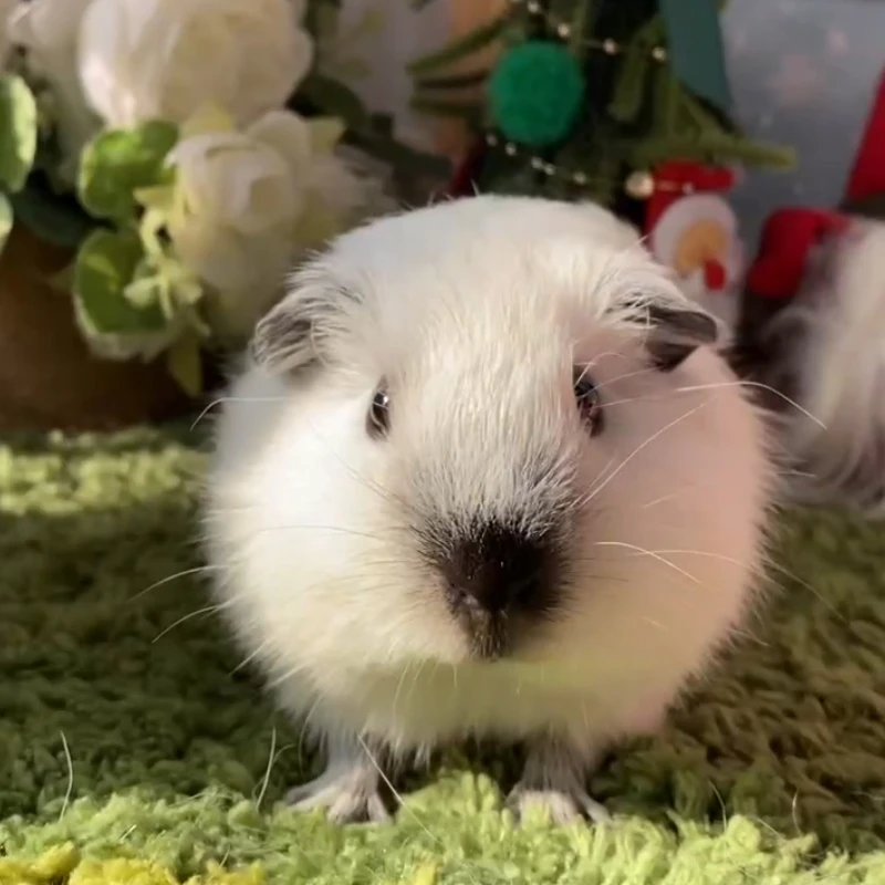 25523荷兰猪豚鼠活体宠物天竺鼠直播挑选加州弟弟生日：10-5（C24）