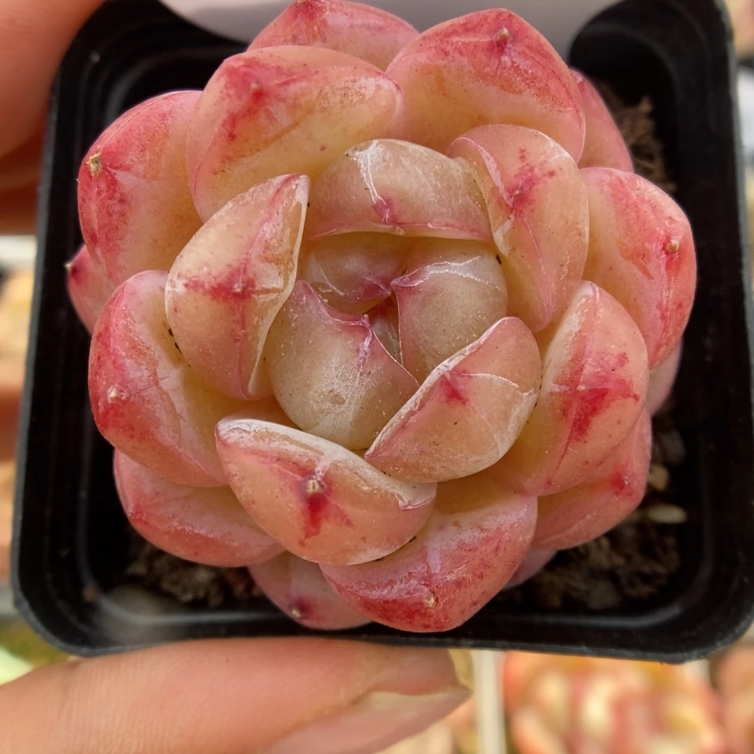 白雪珍妮可拍776号。