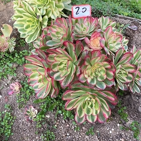 春倾摇多头法师20链接