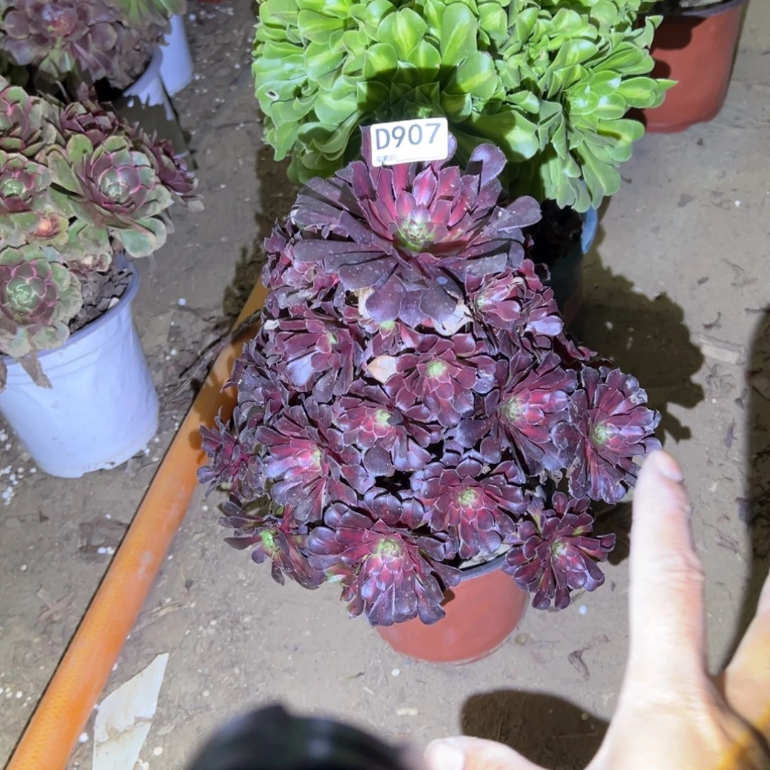 柠***檬907晚霞多肉植物法师多肉