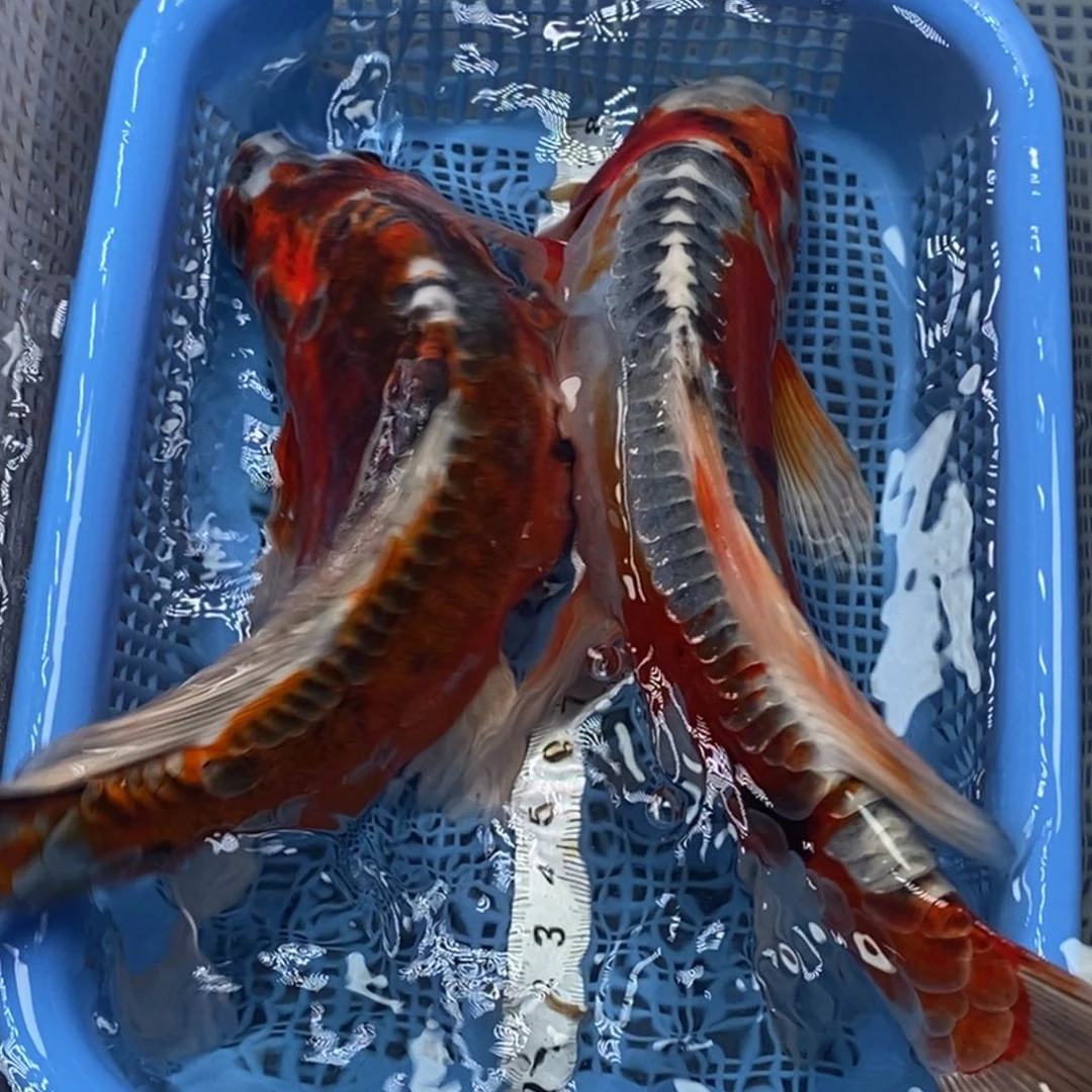 锦鲤冷水锦鲤包邮