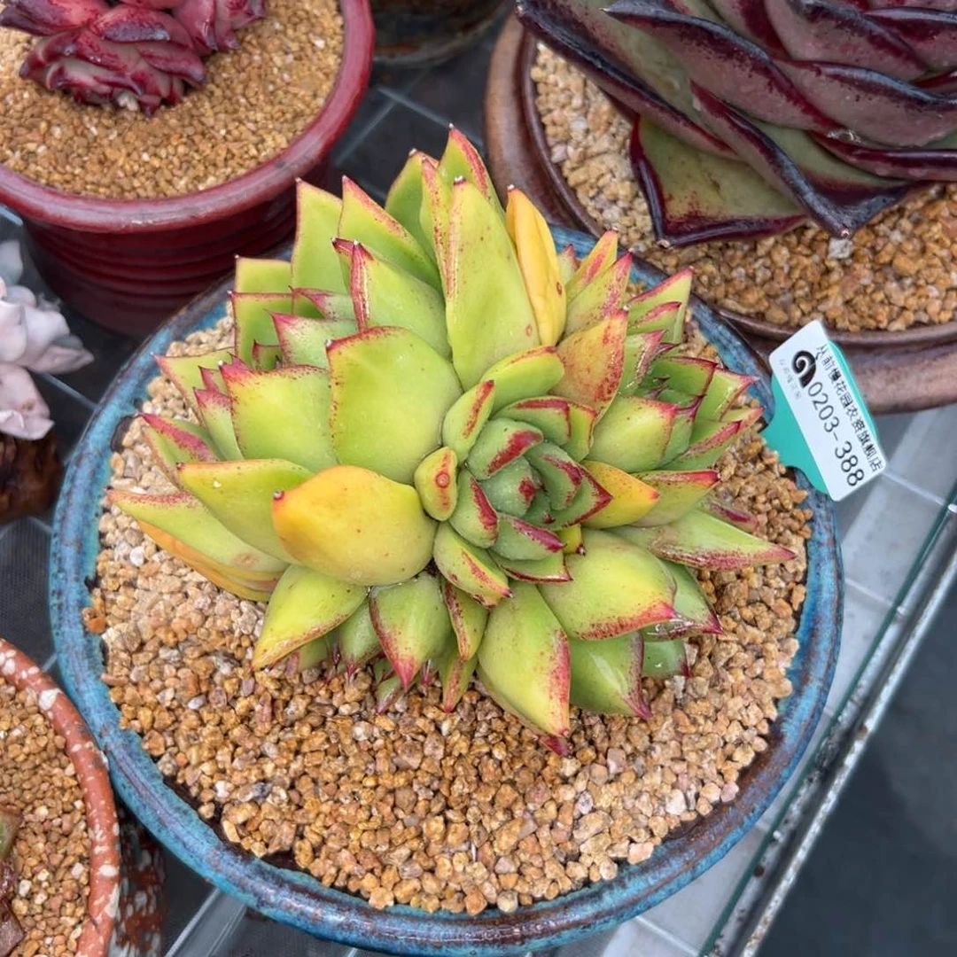 随*?多肉一物一拍0204-388