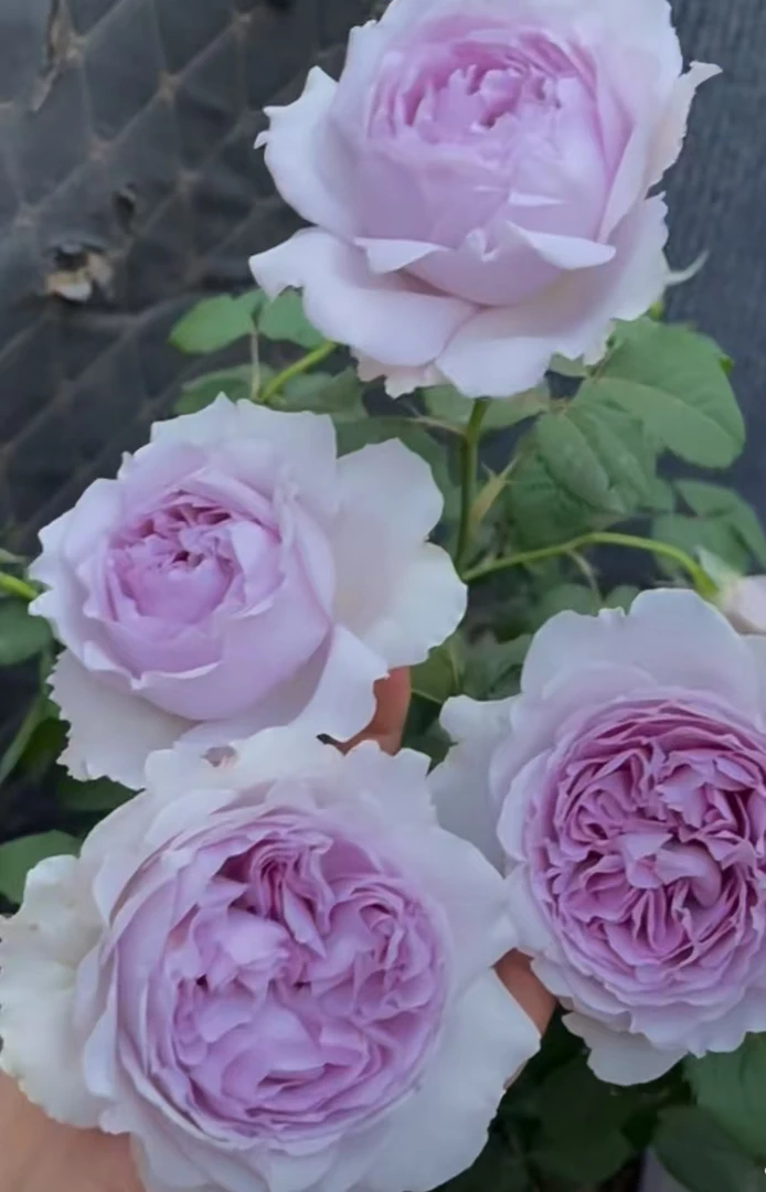 丽拉中苗月季 四季灌木月季