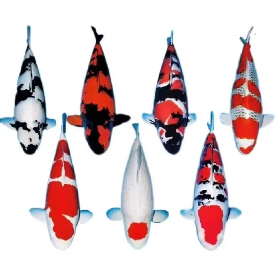 秋翠 蓝龙红白大正三色锦鲤活体水族观赏鱼鎏金冷水鱼