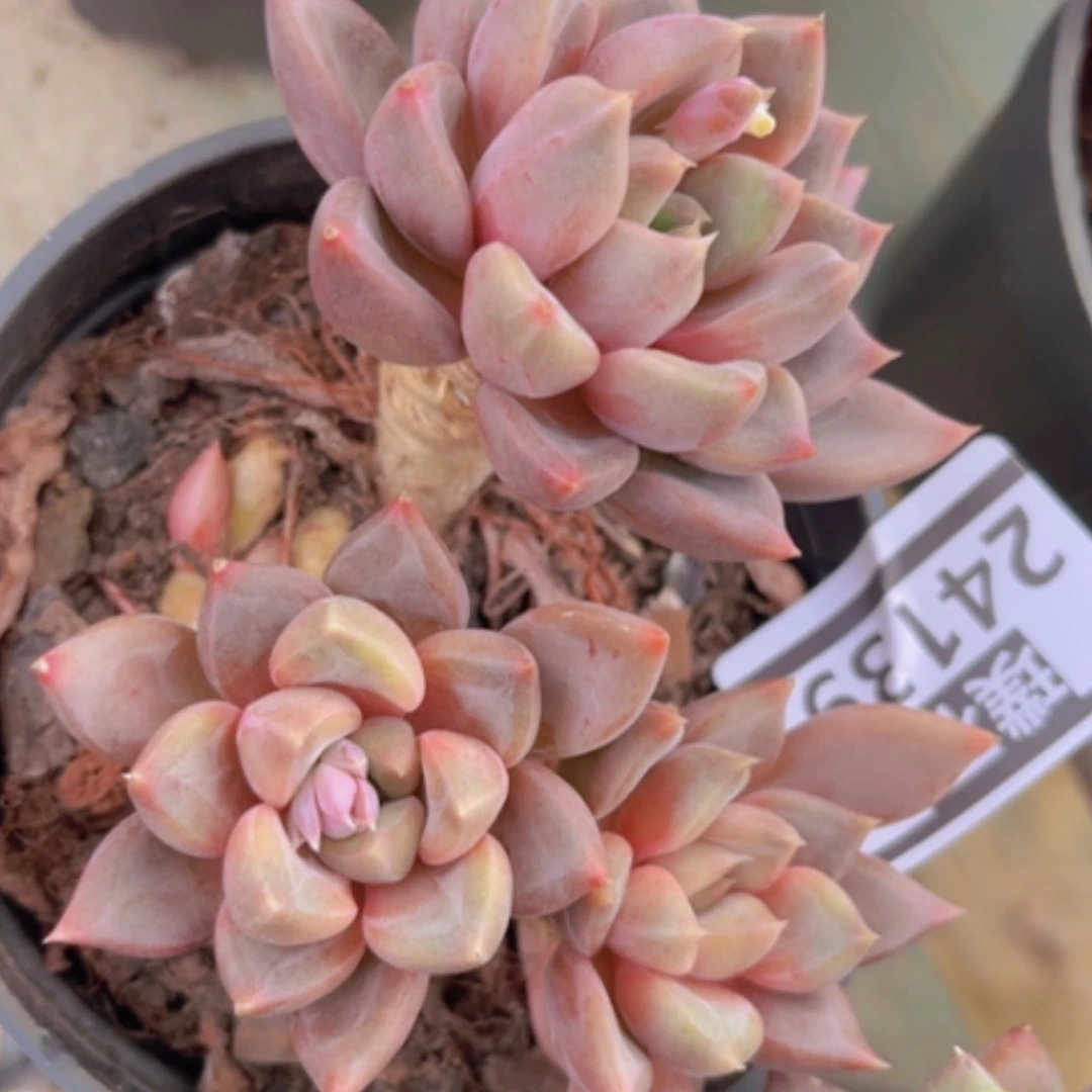 【闪购商品】红象牙24139