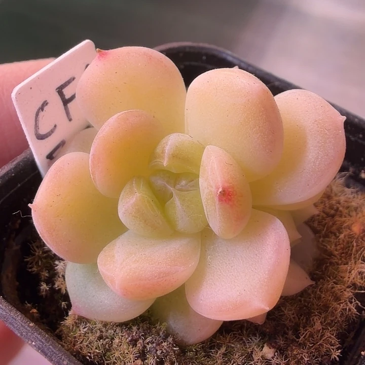 小怪物财富密码cf1三头福利