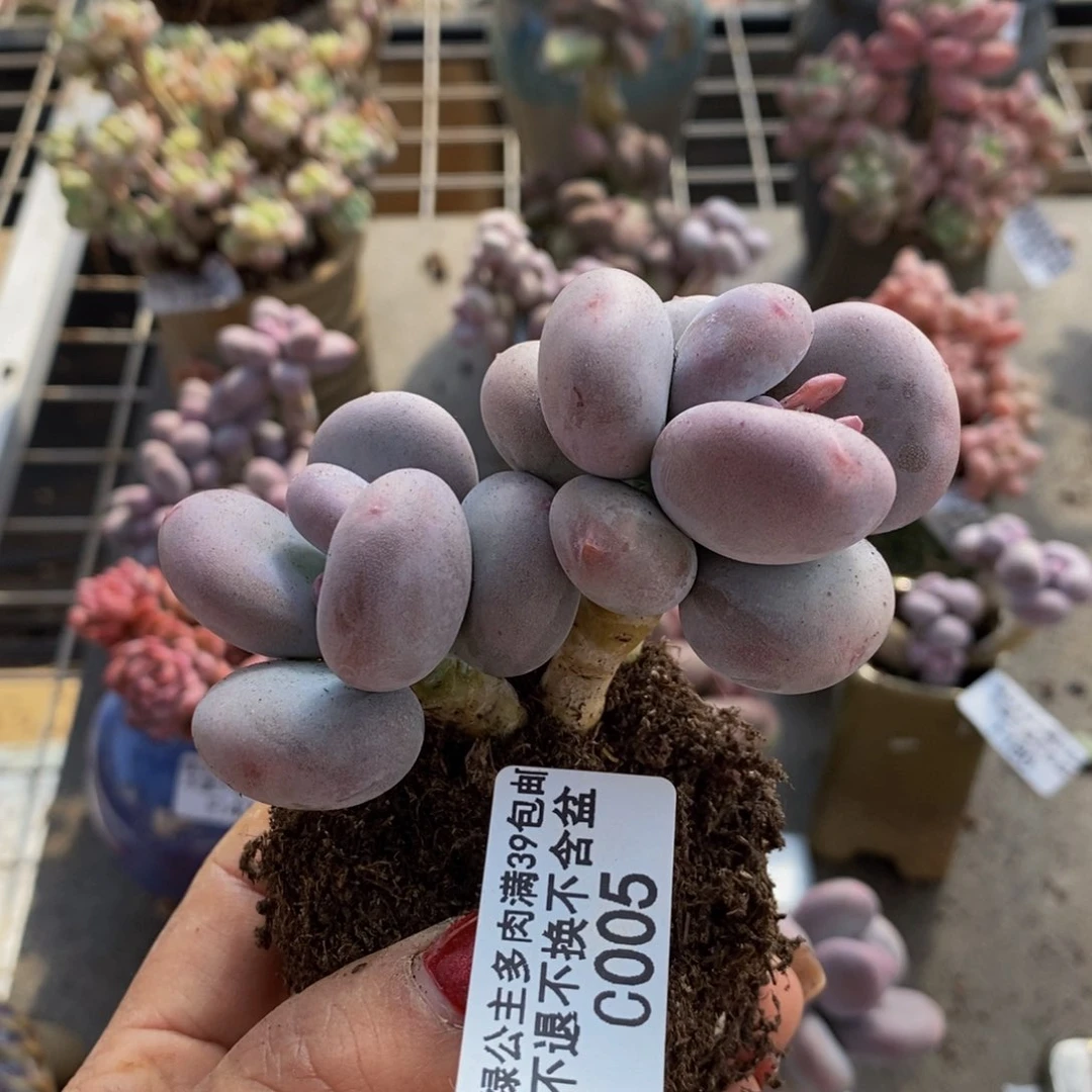 三*诺大叶奶酪005/8c m