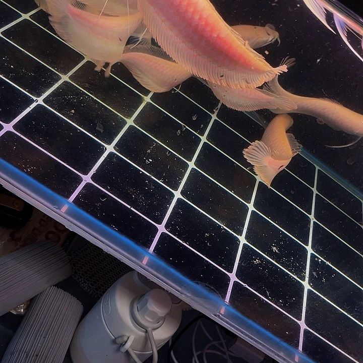 海水鱼马来西亚黄花yl