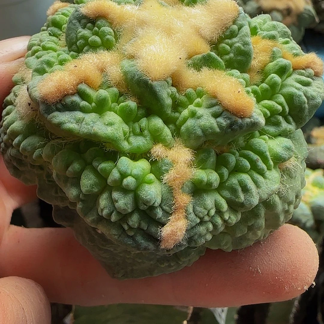 大尤龟甲怒九902仙人球