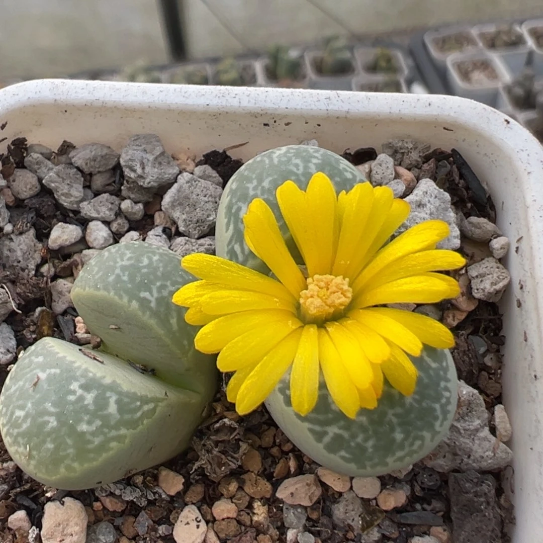 170多肉植物百科青瓷