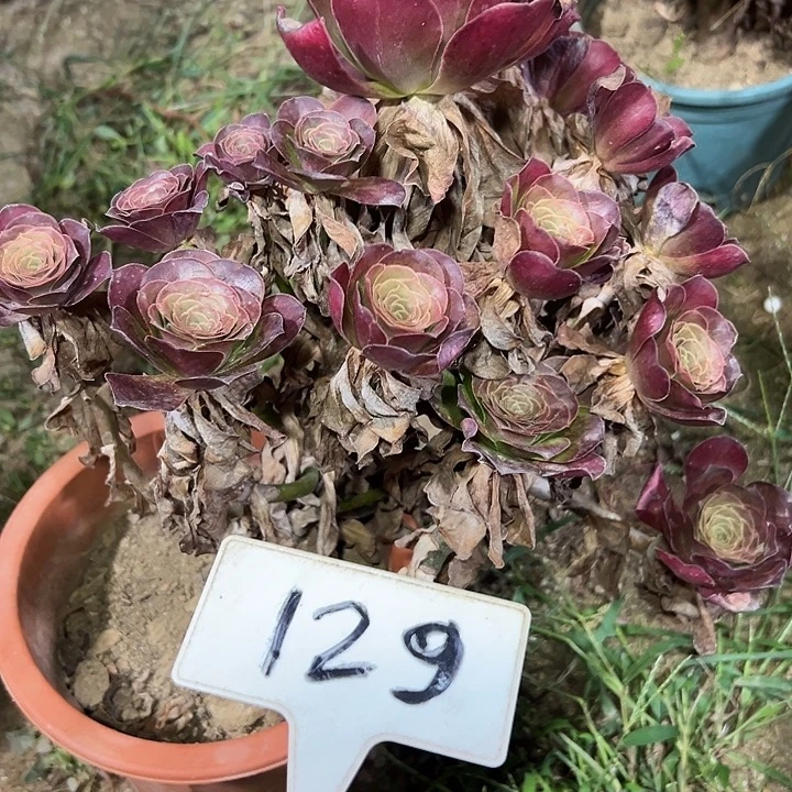 多肉植物梅金法师129