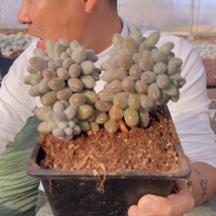 退***神双头汤圆缀