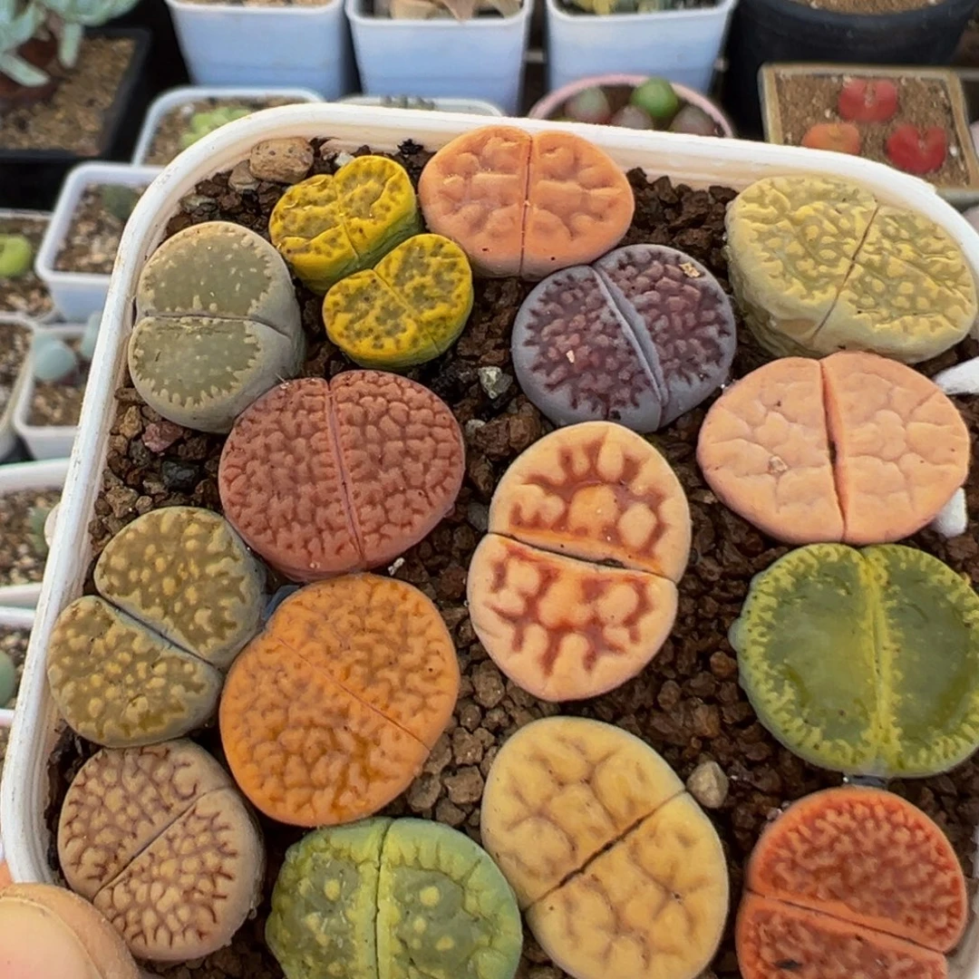 199多肉植物百科植物