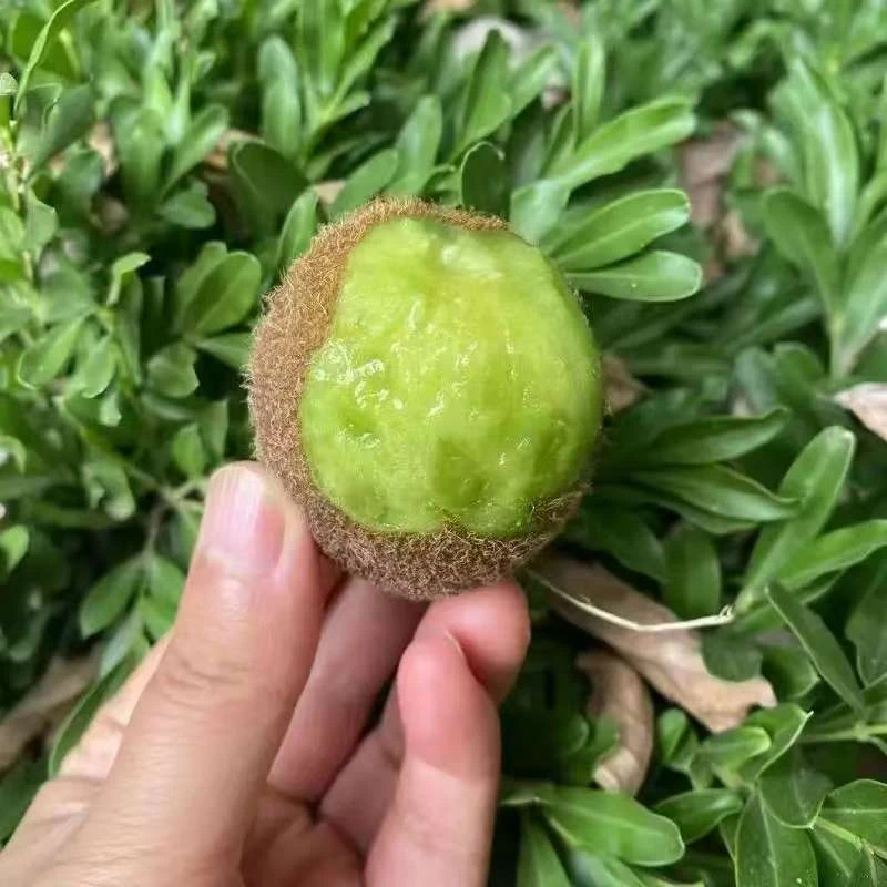 【纯野生】湖北房县高山新鲜采摘野生绿心猕猴桃