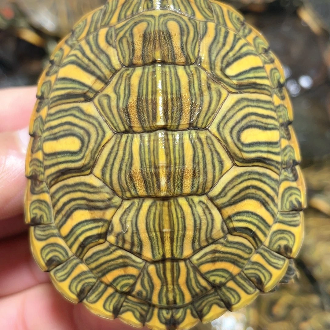 宠物龟不分公母6.6