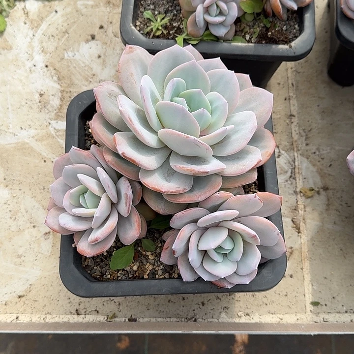 奶茶 群生  一物一拍